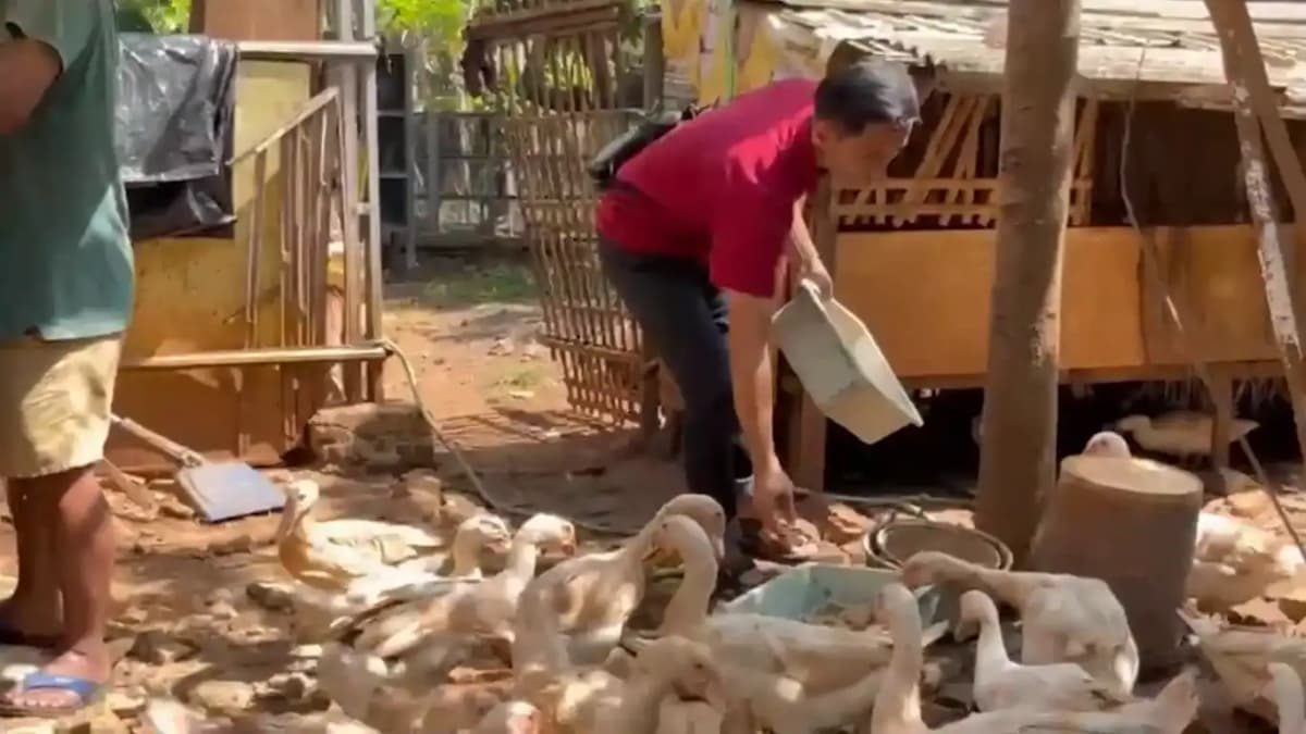 Warga Jati Kulon Kudus Sukses Kelola Sampah Organik Jadi Pakan Ternak Entok