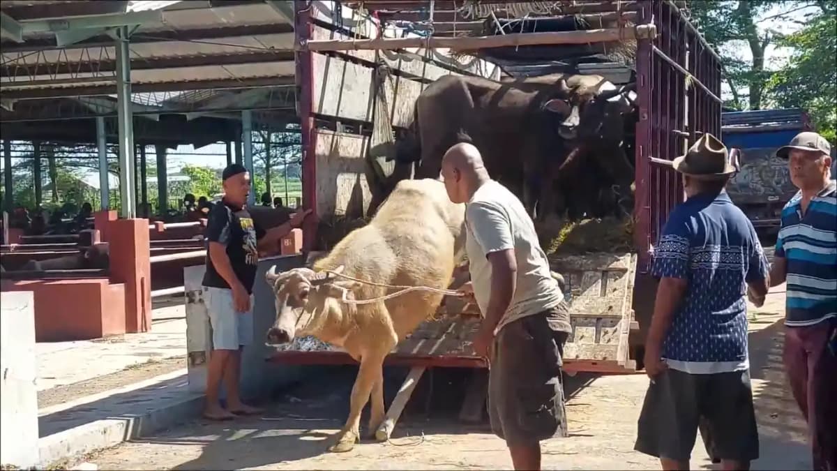 Warga Kudus Berburu Kerbau Untuk Kurban