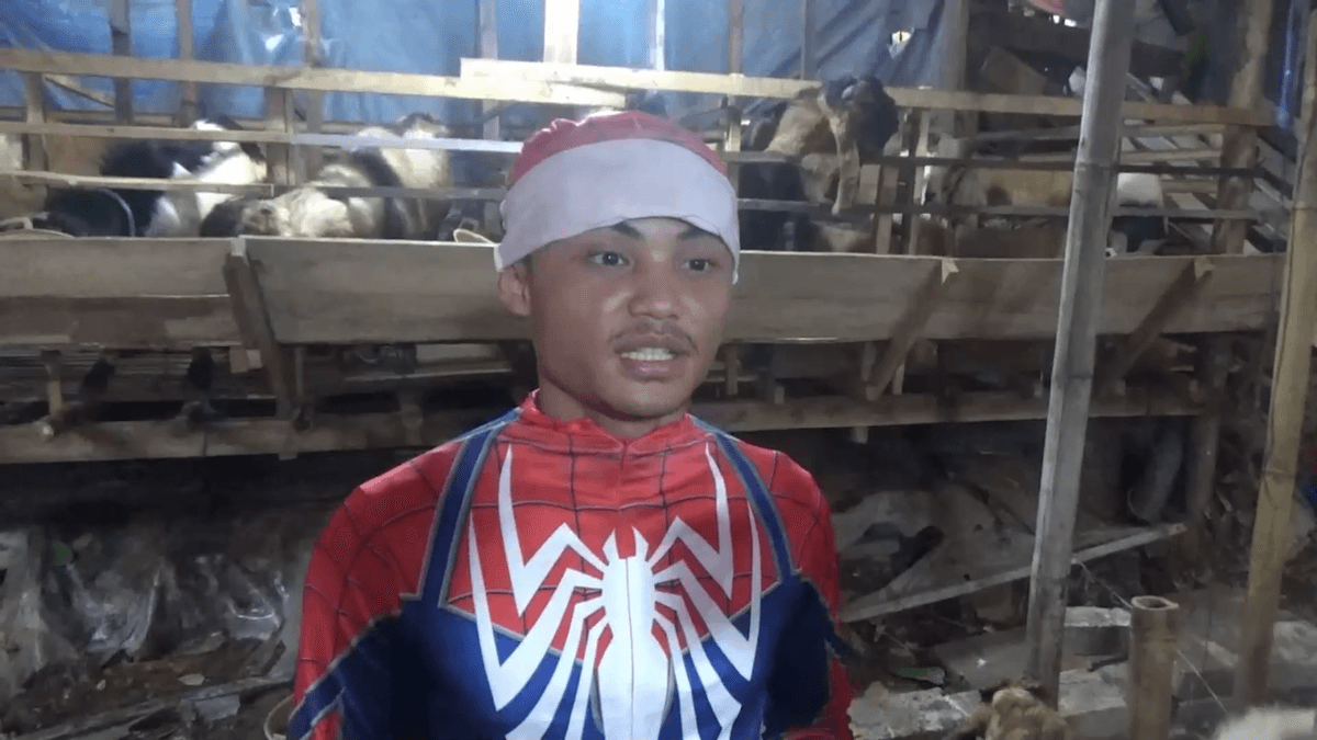 Unik, Pedagang Kambing di Semarang Jualan Pakai Kostum Spiderman