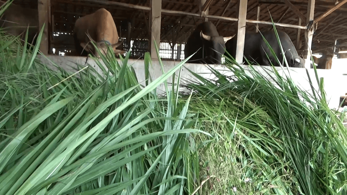Presiden Prabowo Beli Sapi Kurban Milik Warga Tembalang